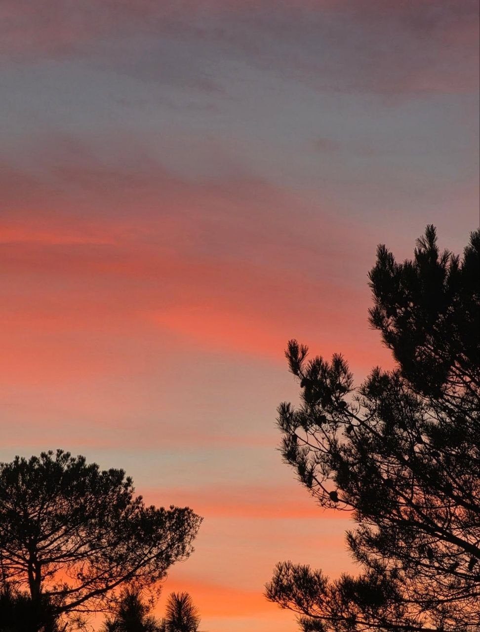 Crépuscule orangé derrière les pins