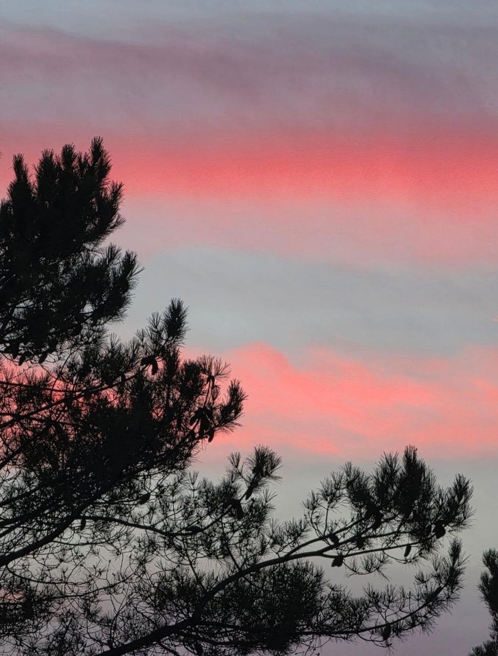 Les pins découpés en silhouette sur un ciel de crépuscule rose